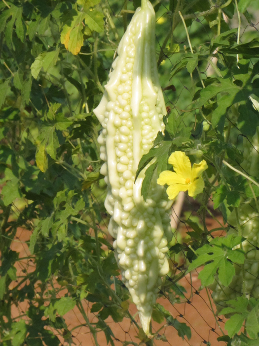 ampalaya crescita 3