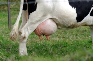 Prezzo del latte: le Organizzazioni agricole rompono il tavolo della trattativa
