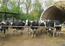 mucche in direzione stalla