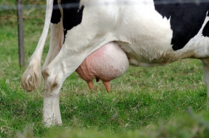 udder-1343639-m
