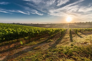 Vinitaly: in Lombardia aumento gli imprenditori vitivinicoli giovani, diplomati e laureati
