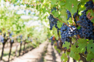 Semplificazione: prorogata la dematerializzazione dei registri vitivinicoli
