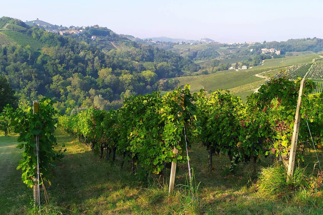 “Tre Bicchieri” del Gambero Rosso per i vini delle aziende Cia Pavia