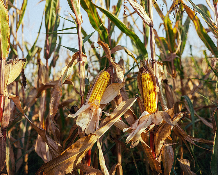 Campo di mais